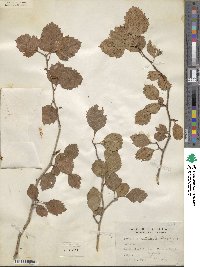 Crataegus sutherlandensis image