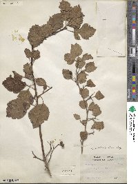 Crataegus sutherlandensis image