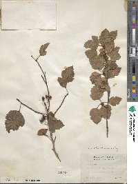 Crataegus sutherlandensis image