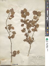 Crataegus sutherlandensis image