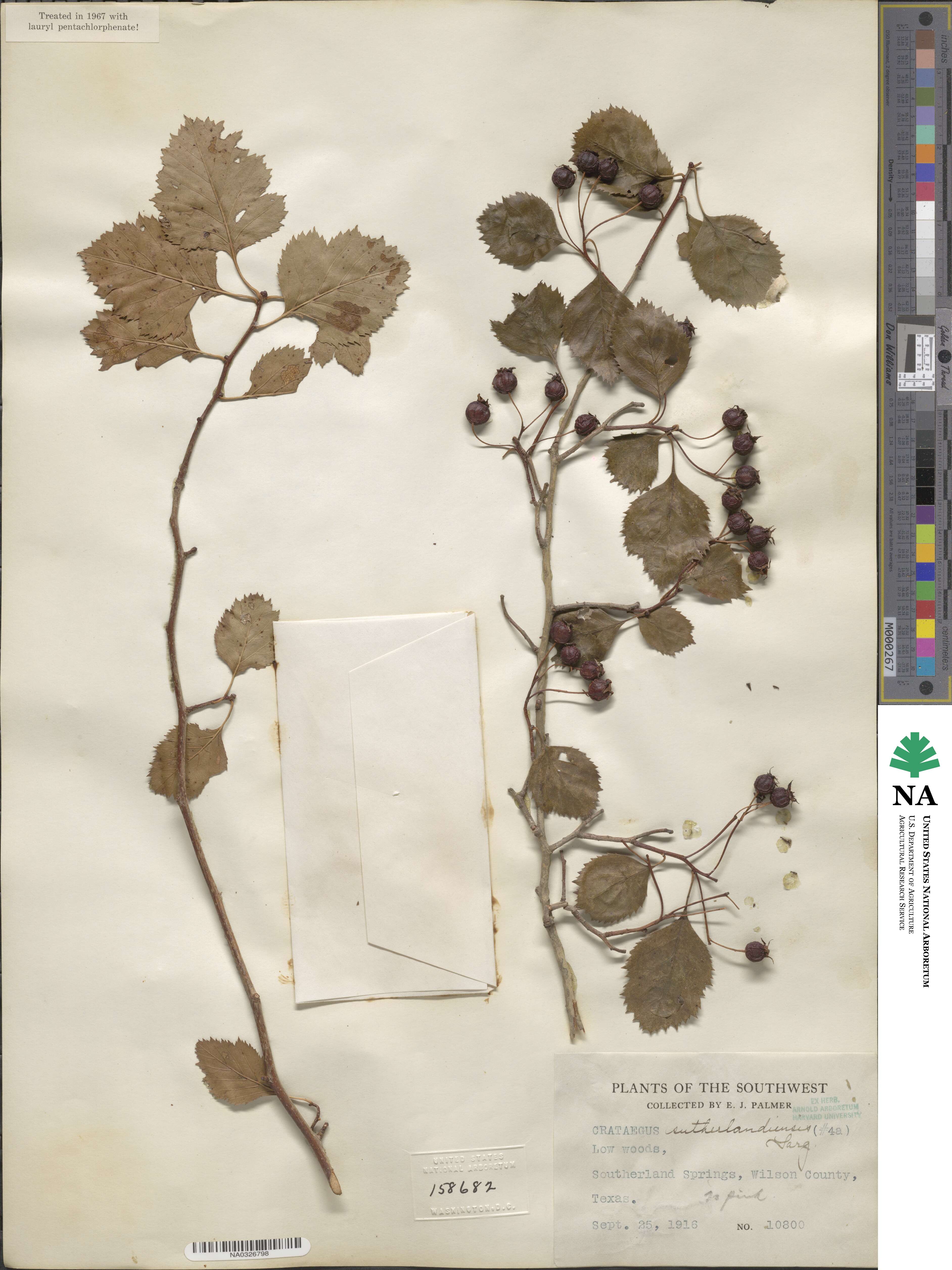 Crataegus sutherlandensis image