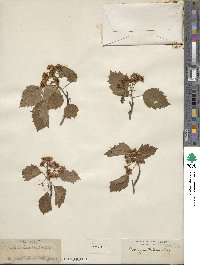 Crataegus taetrica image