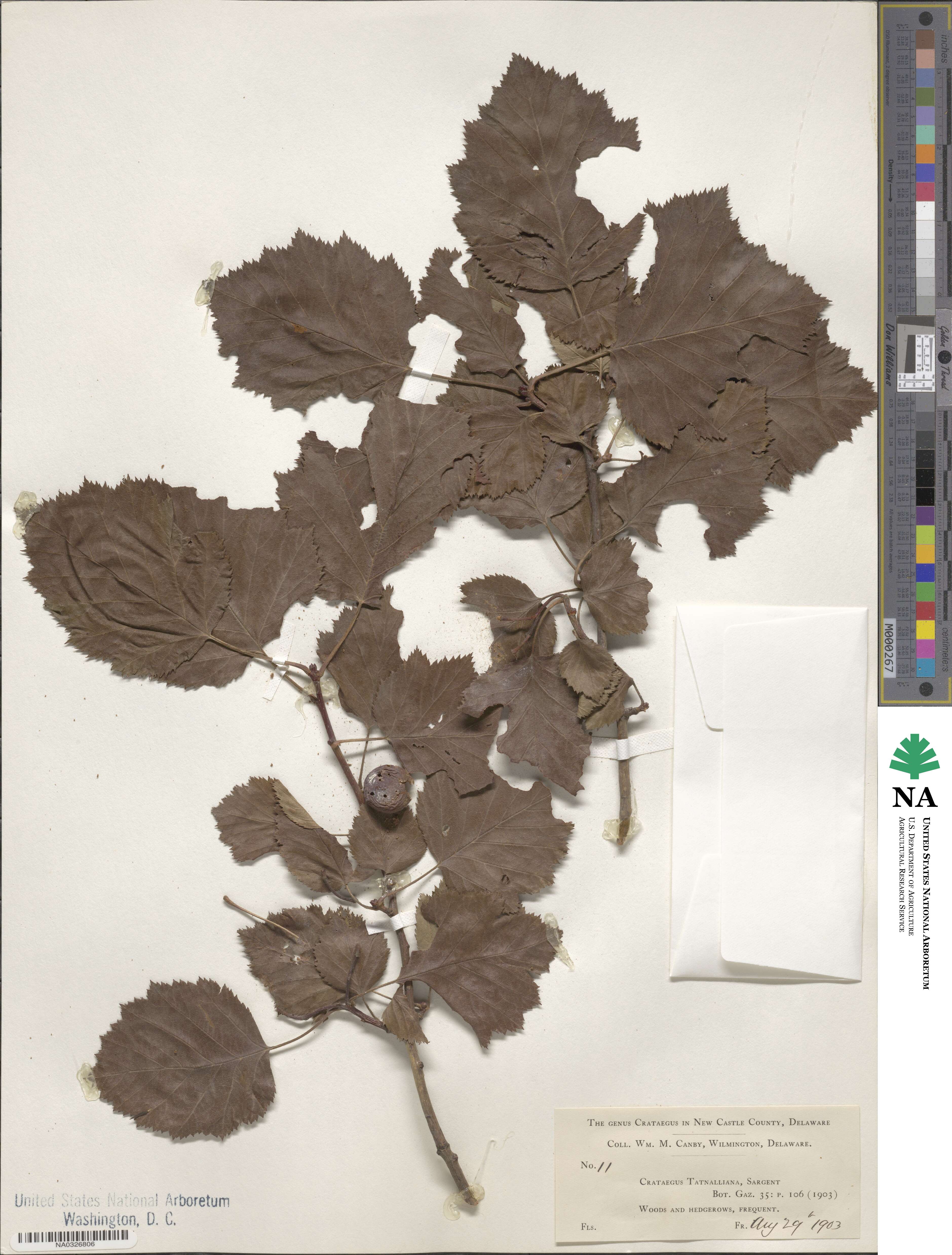 Crataegus pennsylvanica image