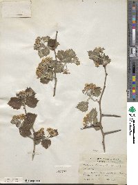 Crataegus mollis var. texana image