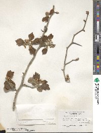 Crataegus mollis var. texana image