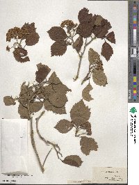 Crataegus tomentosa image