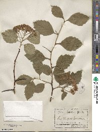 Crataegus tomentosa image