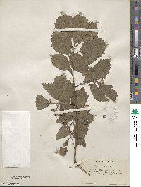 Crataegus tomentosa image