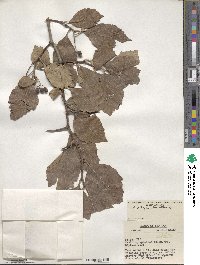 Crataegus tomentosa image