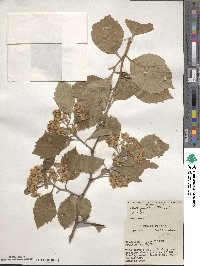 Crataegus tomentosa image