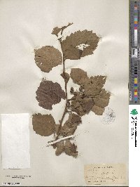 Crataegus tomentosa image