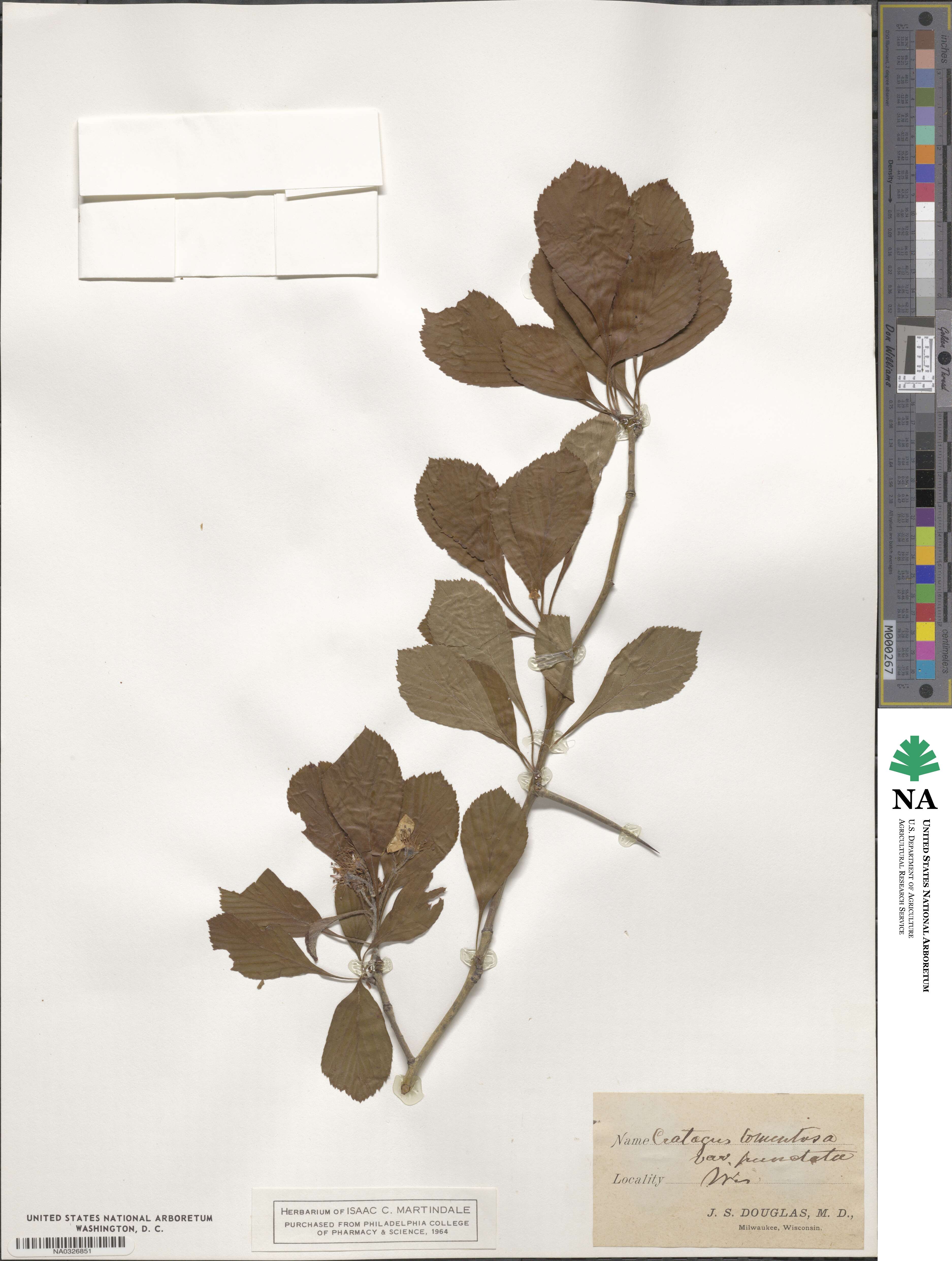 Crataegus punctata image