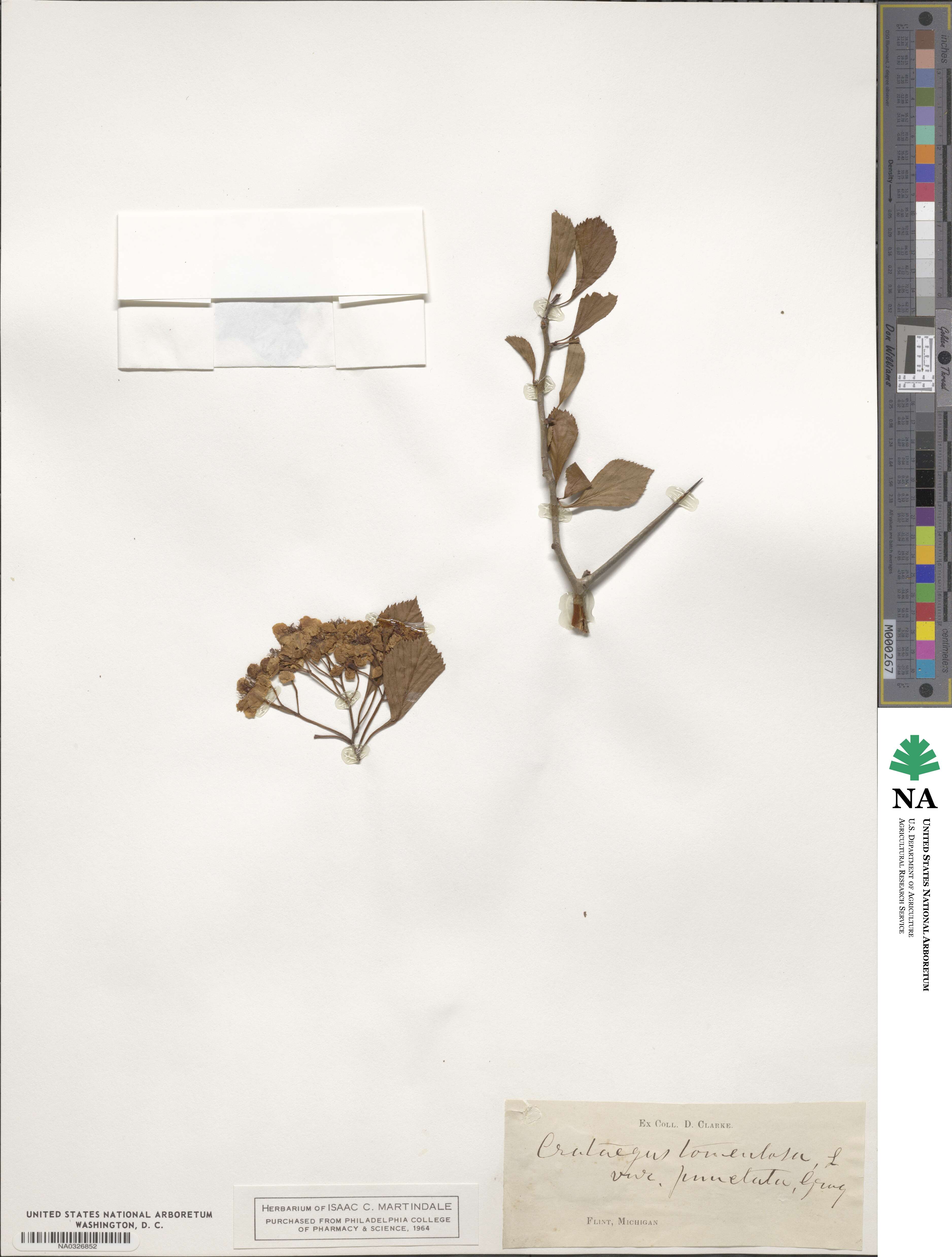 Crataegus punctata image