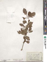 Crataegus calpodendron image