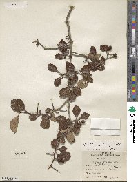 Crataegus tracyi image