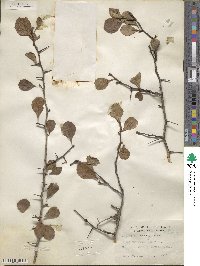 Crataegus tracyi image