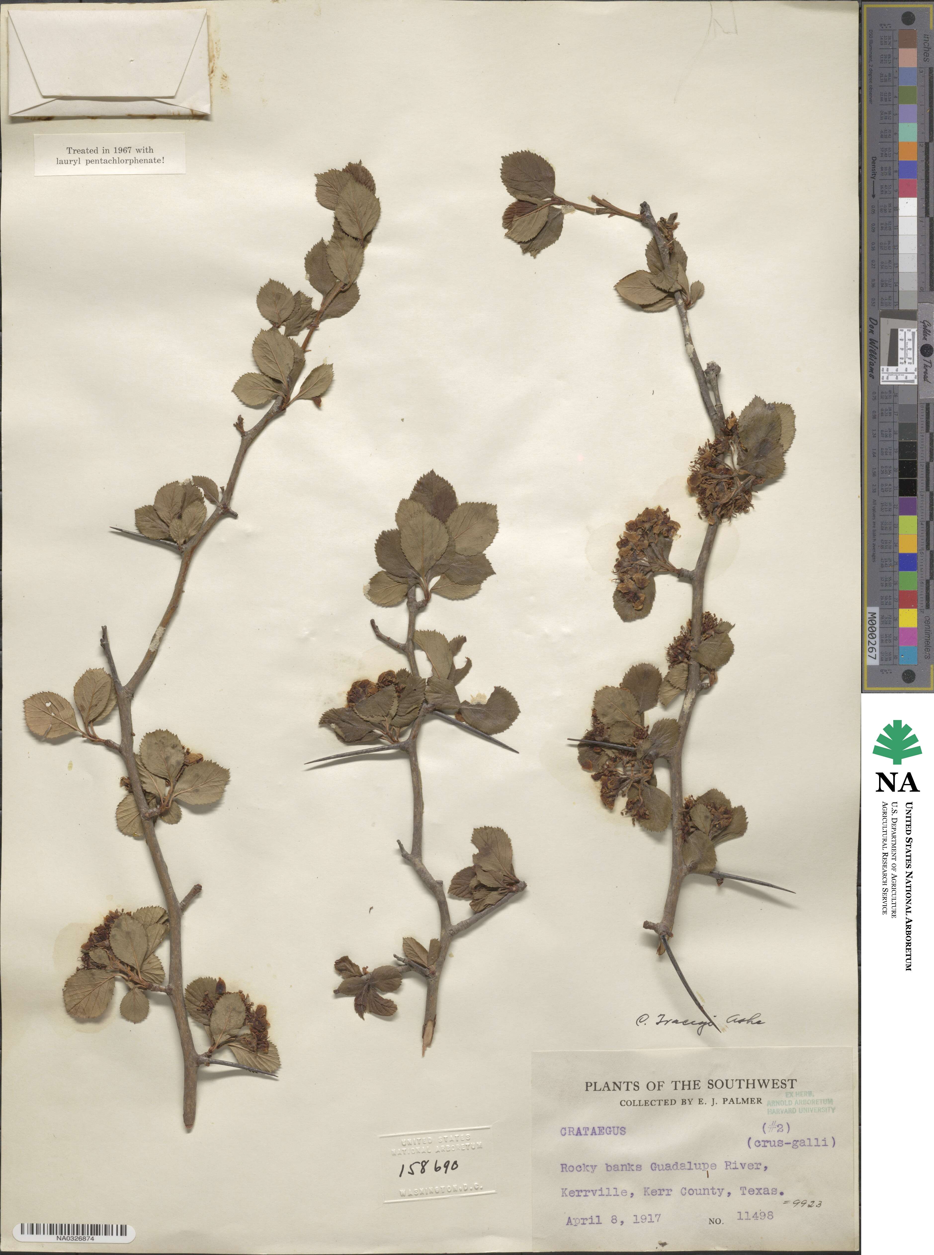 Crataegus tracyi image