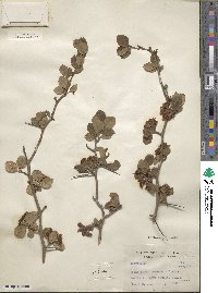 Crataegus tracyi image