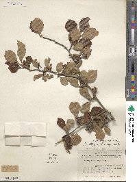 Crataegus tracyi image