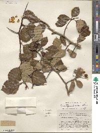 Crataegus tracyi image