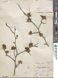 Crataegus tracyi image