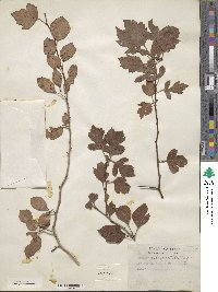 Crataegus viridis image