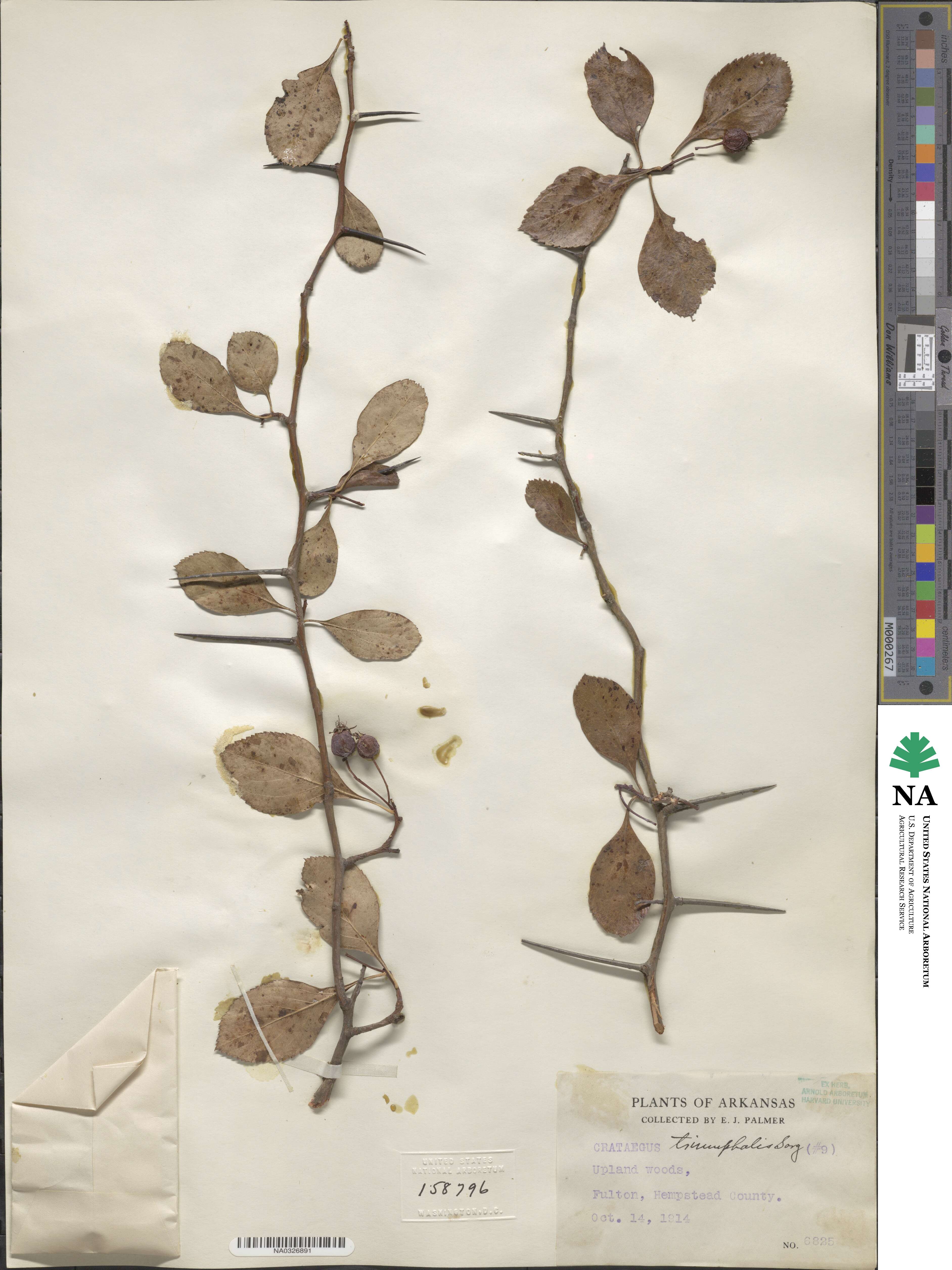 Crataegus crus-galli image