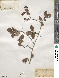 Crataegus uniflora image