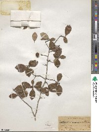 Crataegus uniflora image