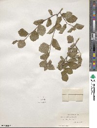 Crataegus uniflora image