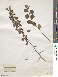 Crataegus uniflora image