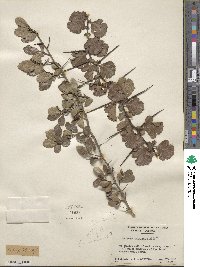 Crataegus uniflora image