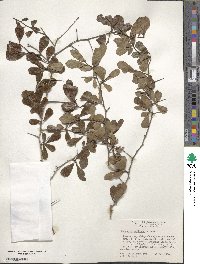 Crataegus uniflora image