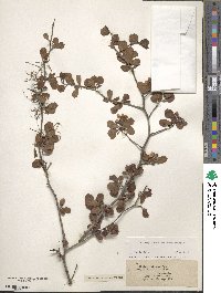 Crataegus uniflora image