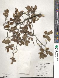 Crataegus uniflora image