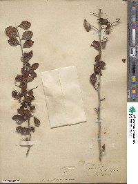 Crataegus uniflora image