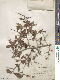 Crataegus uniflora image