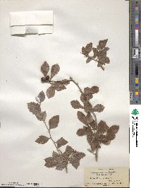 Crataegus uniflora image