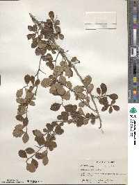 Crataegus uniflora image