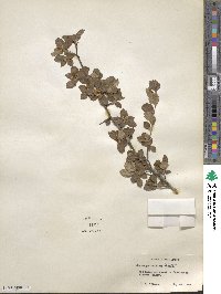 Crataegus uniflora image