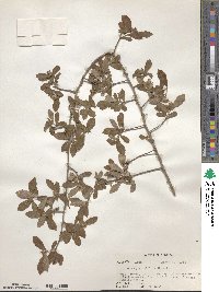 Crataegus uniflora image