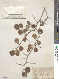 Crataegus uniflora image