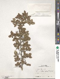 Crataegus uniflora image