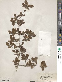 Crataegus uniflora image