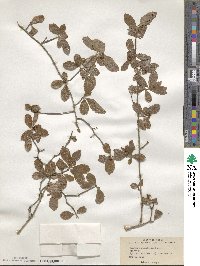 Crataegus uniflora image