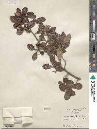 Crataegus uniflora image