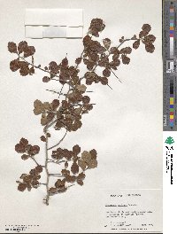 Crataegus uniflora image