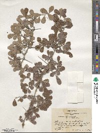 Crataegus uniflora image