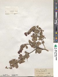 Crataegus uniflora image