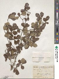 Crataegus uniflora image